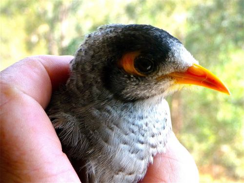 bird beak head