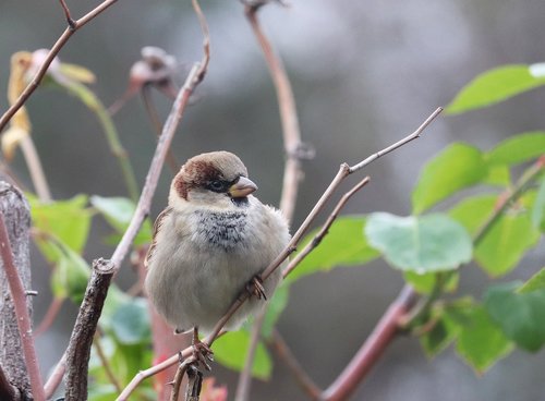 bird  sparrow  cute