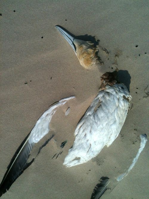 bird beach sand