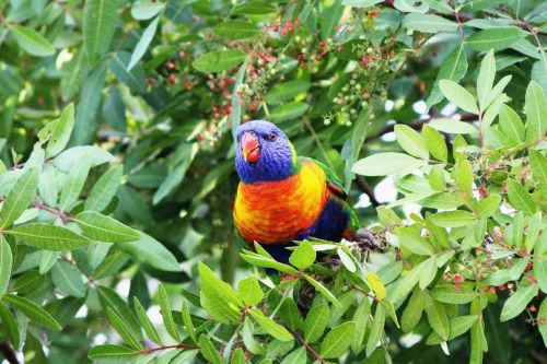 bird parrot rainbow lorikeet