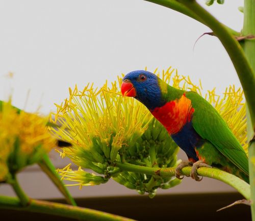 bird lorikeet colorful