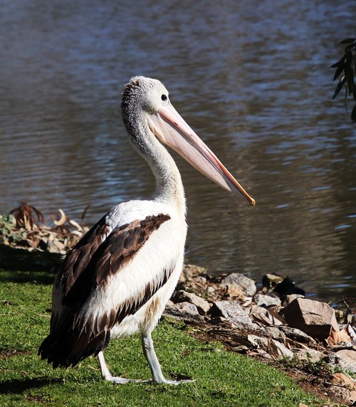 bird  pelican  standing