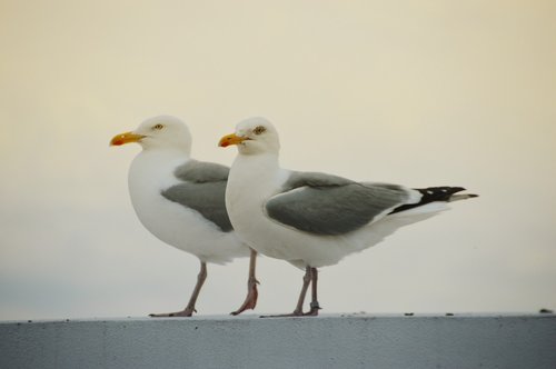 bird  seagull  gull
