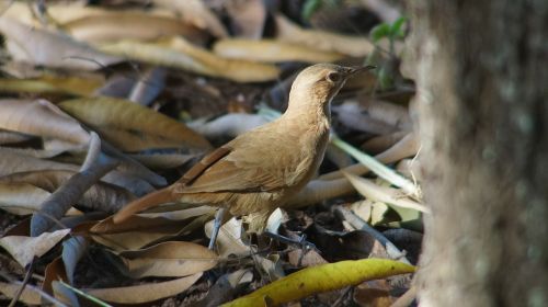 bird animals tatu