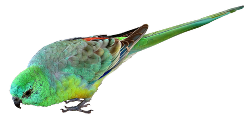 bird  parrot  small
