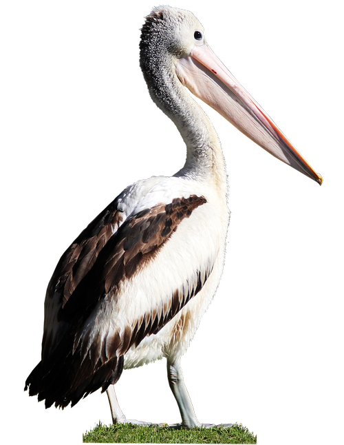 bird  pelican  beak