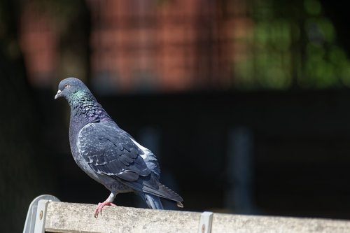 bird  pigeon  gray