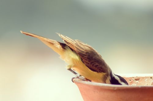 bird feeding drinking