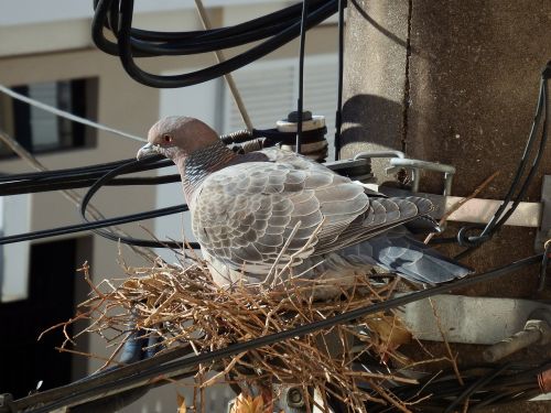 bird pigeon pigeon nest