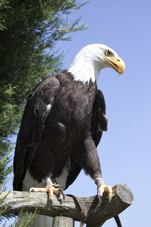 bird eagle prey