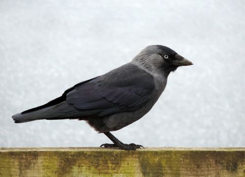 bird jackdaw black
