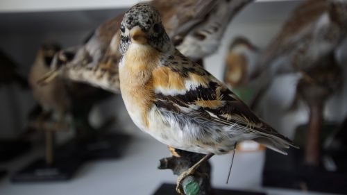 bird stuffed taxidermy