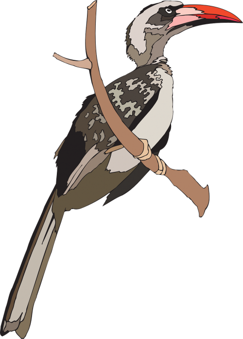 bird hornbill grey