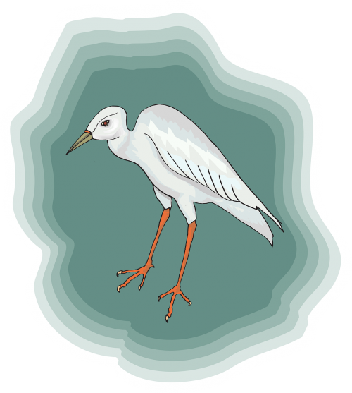 bird white heron