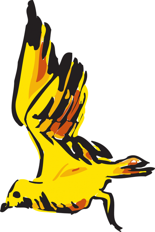 bird flying yellow