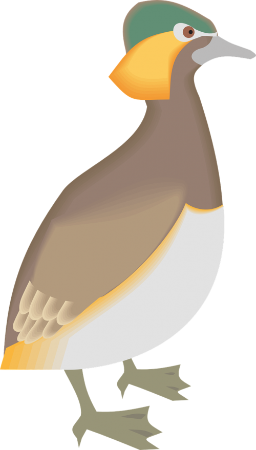 bird duck wings