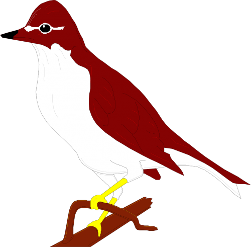 bird thrush perched