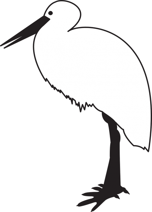 bird animal stork