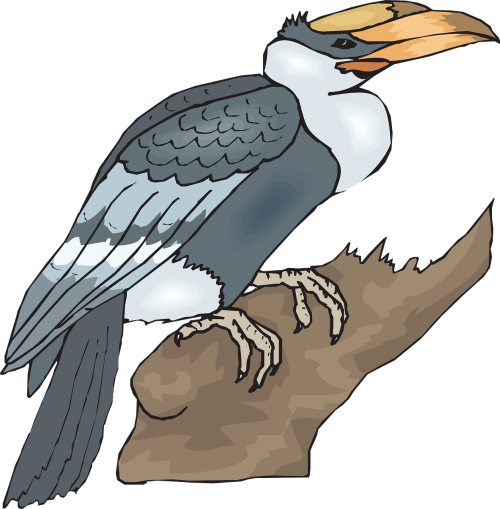 bird large hornbill