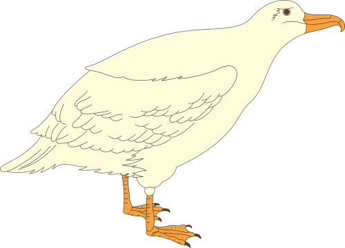 bird gull wings