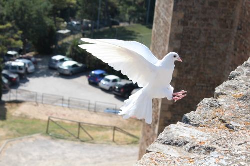 bird dove of peace dove