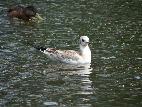 bird gull water