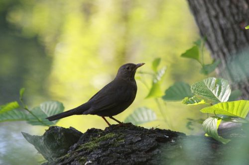 bird forest tree