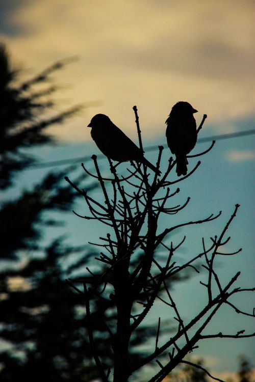 bird silhouette contrast