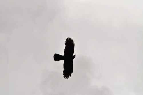 bird sky silhouette
