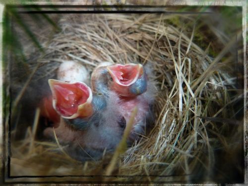 bird nest chicks