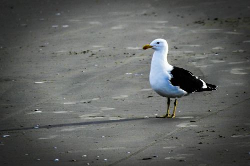 bird beach mar