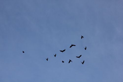 bird birds himmel