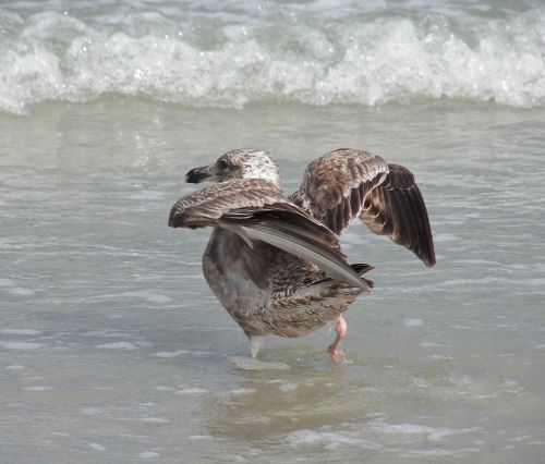 bird beach bird aquatic birds