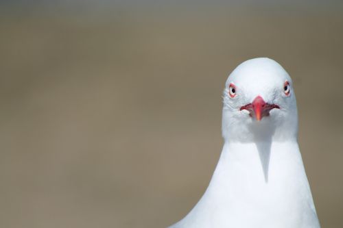 bird seagull grumpy