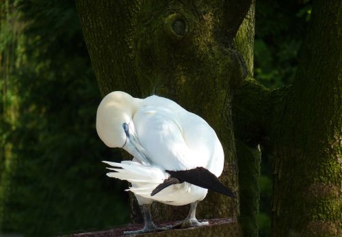 bird feather clean