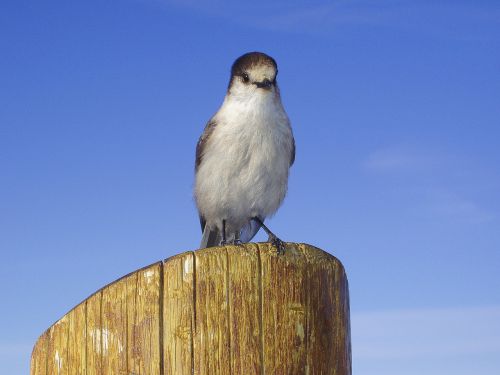 bird animal feathered