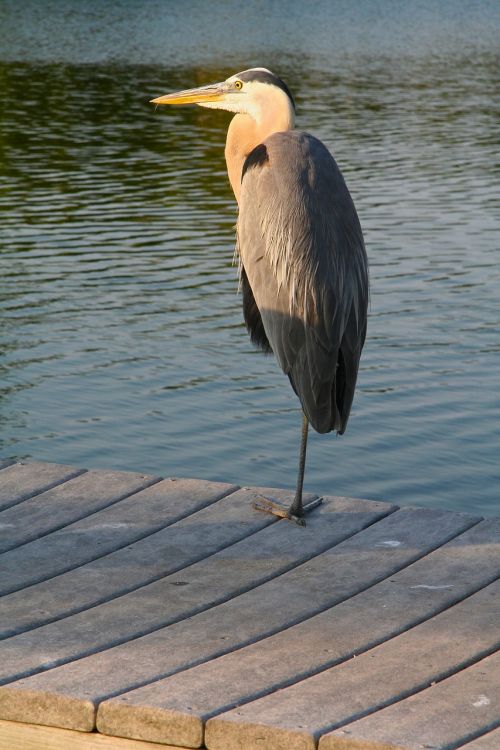 bird egret gray