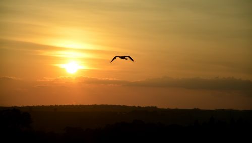 bird sunset against light