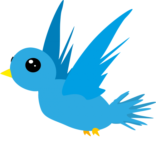 bird animal blue