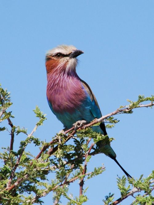 bird forked roller nationaltier