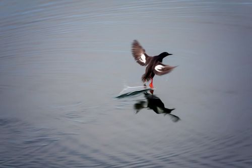 bird landing water