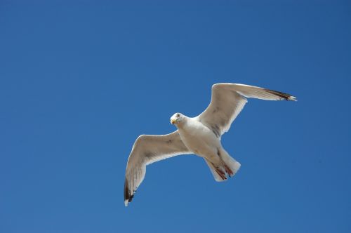 bird seagull sky