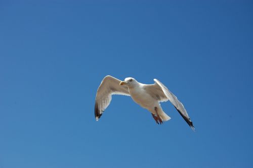 bird seagull blue sky