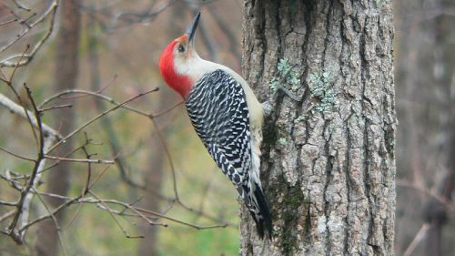 bird red bellied woodpecker woodpecker