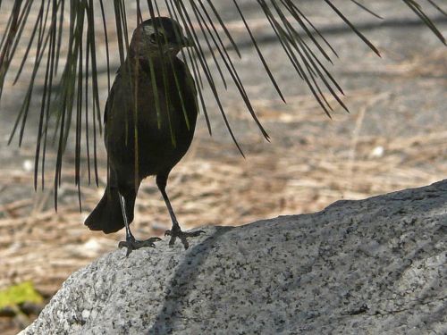 bird animal tree