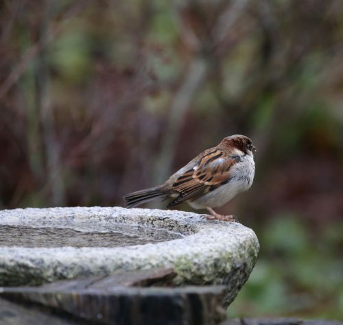 bird house sparrow passer domesticus