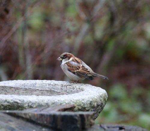 bird house sparrow passer domesticus