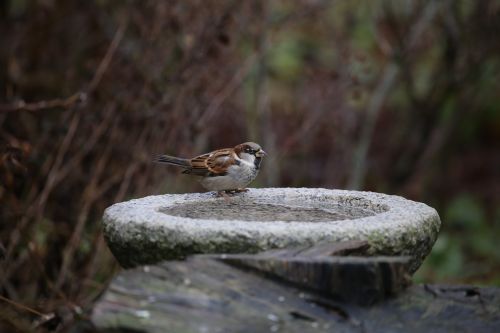 bird house sparrow passer domesticus