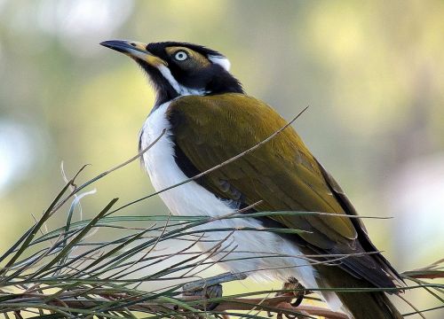 bird introduced species wildlife