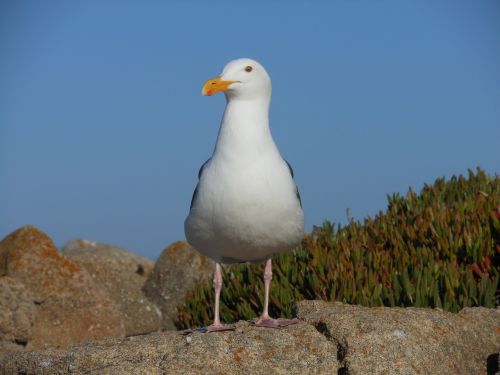 bird seagull wildlife